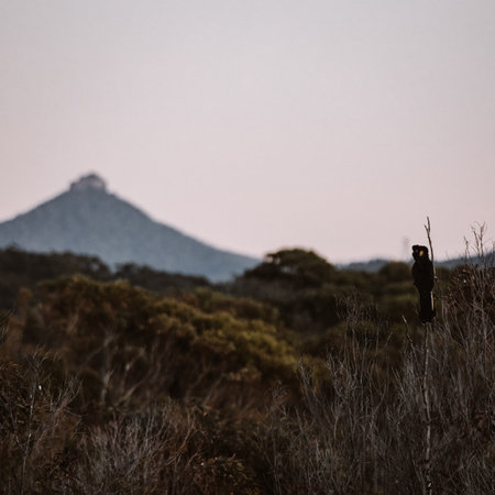 Yellow Tailed Black Cockatoo in Australiaの写真素材