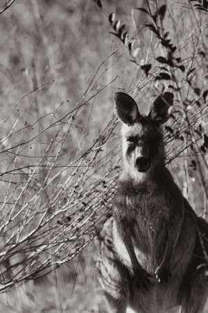 Eastern Grey Kangaroo with ears pricked and standing in the grazing fields of Eurobodalla National Parkの写真素材