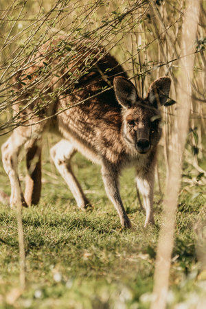 Eastern Grey Kangaroo with ears pricked and standing in the grazing fields of Eurobodalla National Parkの写真素材