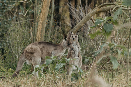 Eastern Grey Kangaroo with ears pricked and standing in the grazing fields of Eurobodalla National Parkの写真素材