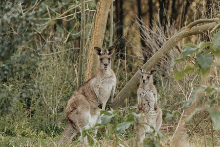 Eastern Grey Kangaroo with ears pricked and standing in the grazing fields of Eurobodalla National Parkの写真素材