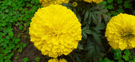Most Beautiful Marigold flower is also known Aztec Marigold and Big Marigold. Its native place is...