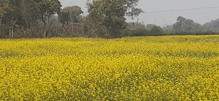 Most Beautiful Mustard Plant Field in India.