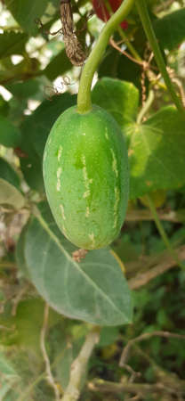 Ivy Gourd also known coccinia grandis,tindora,kowai fruit and scarlet gourd. It is commonly founded in southern state in india. It is tropical vine and mostly grow in tropical climate.の写真素材
