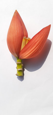Red Banana Flower Isolated on White Background.の写真素材