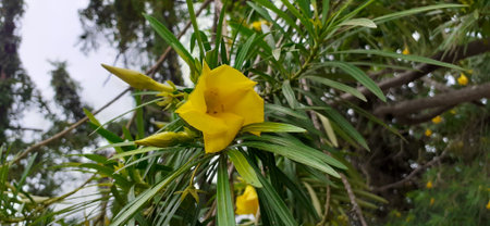 Yellow Oleander or Caskabela Thevetia is a ornamental flowering plant. It is a poisonous flowering...