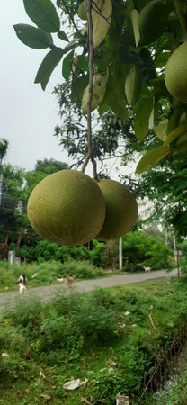 Ripe Indian Pomelo fruit hanging on the tree.