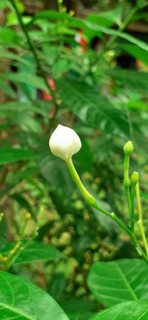 Pinwheel Flowers is an evergreen shrub small flowering plant flower, It is also commonly known East...