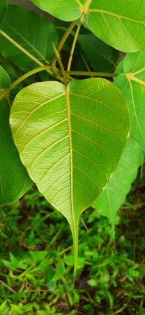 Most Beautiful Green Peepal tree leaf on nature background.