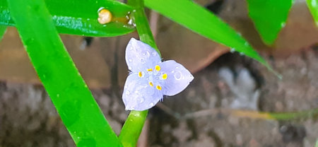 Virginia Spiderwort or Tradescantia Virginiana is a species of Commelinaceae family flowering plant. Native place of this plant is eastern United States.の写真素材