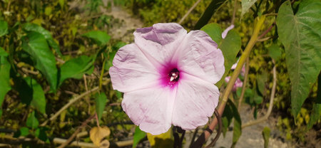 Pink Morning Glory flower as also known Ipomoea Carnea is a species of morning glory flower.This...