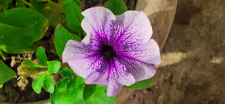 Petunia is a Solanaceae family hybrid flowering plant. This flowering plant originate from South America.の写真素材
