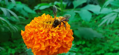 A giant honey bee sitting on orange marigold flower for collecting pollen and nectar.の写真素材