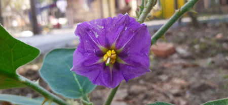 Brinjal, Eggplant or aubergine or is a plant species in the nightshade family Solanaceae. It is grown worldwide for its edible fruit.の写真素材