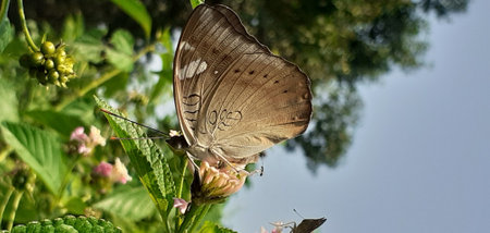 Euthalia Aconthea is a Nymphalidae family medium size butterfly. It is also known Common Baron or Baron. Native place of this butterfly is India, Sri Lanka and Southeast Asia.の写真素材