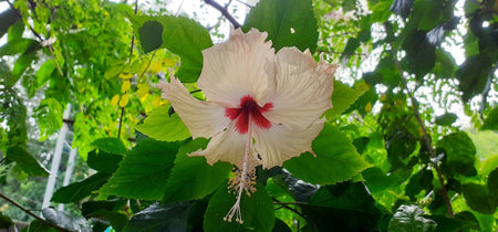 Hibiscus is a mallow family genus flowering plant, Native place of this flowering plant is warm...