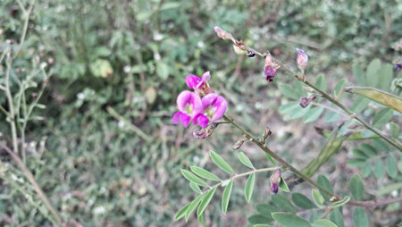 Tephrosia Purpurea is a species of Fabaceae family flowering plant. It is widely distributed in India and Sri Lanka.の写真素材