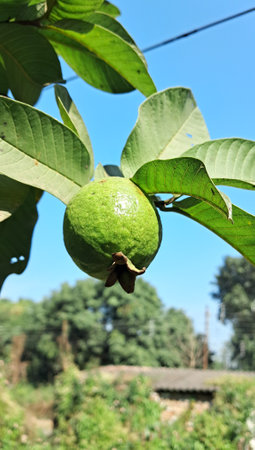 Guava Fruit is a Tropical Fruit, Its a Very High Nutrition value Fruit, Native place of this fruit tree is Mexico, Central America, Northern South America and  the Caribbean.の写真素材