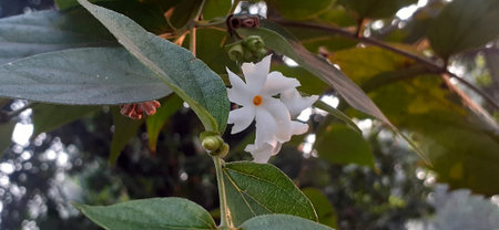 Night Blooming Jasmine is an Oleaceae family flowering plant. It is also known Tree of Sadness, Tree...