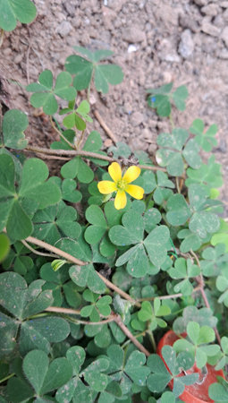 Creeping Woodsorrel is a Oxalidaceae family herbaceous plant. It is also known Oxalis Corniculata, Common Yellow Woodsorrel, Sleeping Beauty and Procumbent Yellow Sorrel.の写真素材