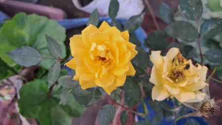 Yellow Garden Roses are hybrid roses that are grown as a ornamental plant in public or private gardens. This is one of the most popular cultivated flowering plant in the world.の写真素材