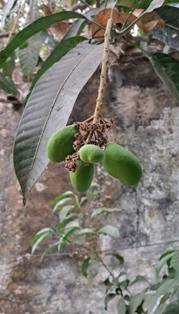 Mango is a delicious tropical fruit of the Mangifera Indica plant. It is known for its sweet and...