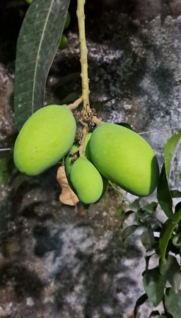 Mango is a delicious tropical fruit of the Mangifera Indica plant. It is known for its sweet and...