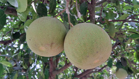 Most Beautiful Light Yellow Ripe Pomelo Fruit Hanging in the Pomelo Tree in the garden.の写真素材