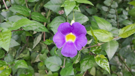 Thunbergia Erecta is a flowering plant in the Acanthaceae family. It is also known as Bush Clock Vine and King's Mantle. The native place of this plant is Guinea-Bissau.の写真素材
