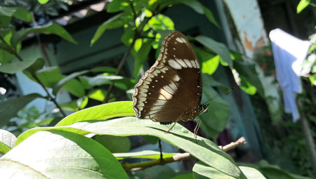 Hypolimnas Bolina is a butterfly in the family Nymphalidae. It is also known as the great eggfly,...