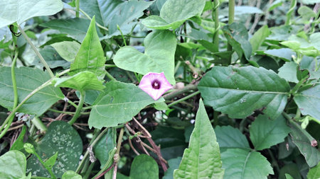Ipomoea Triloba is a species of Ipomoea morning glory flowering plant in the family Convolvulaceae....