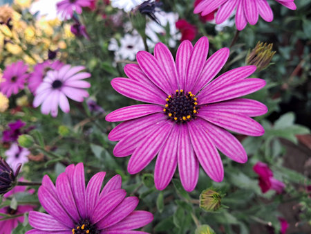 Osteospermum is a flowering plant. It is also known as White Cape Daisy, Daisybushes, African Daisy,...