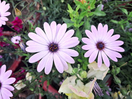 Osteospermum is a flowering plant. It is also known as White Cape Daisy, Daisybushes, African Daisy,...