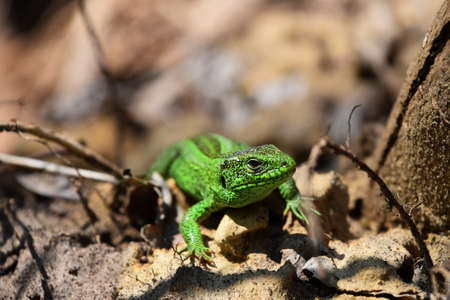 Dragons are back  green lizard stalking among stones fallen leaves and twigs front viewの写真素材