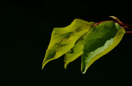 Group of three apricot tree leaves in back lighting on a black backgroundの写真素材