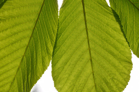 Translucent horse chestnut textured green leaves close up in back lighting isolated on white sky...