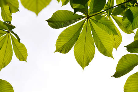 Frame of translucent horse chestnut textured green leaves in back lighting on white sky background with sun shine flare (full leaf)の写真素材