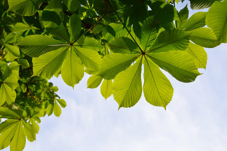 Translucent and green horse chestnut leaves in back lighting on blue sky backgroundの写真素材
