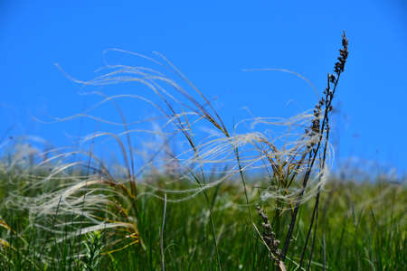Feather mat grass stipa bend in the wind under a blue skyの写真素材