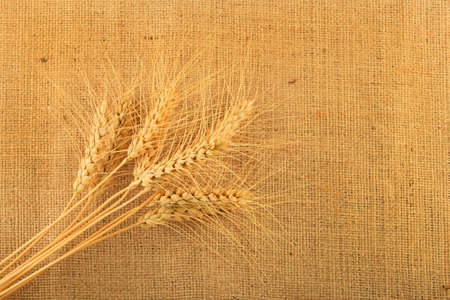 Jute canvas with nine wheat ears â add your textの写真素材