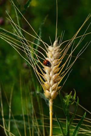 One ladybug on ripe mature wheat ear head close up with green field backgroundの写真素材