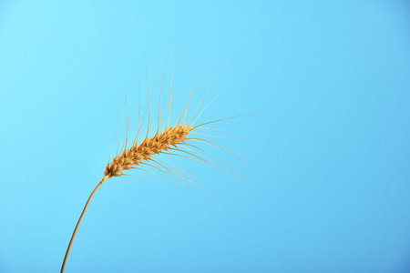 One wheat ripe ear spike bending under clear blue sky without cloudsの写真素材