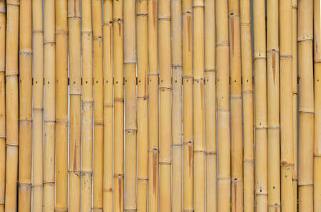Background of yellow natural bamboo vertical trunk bodies with gaps betweenの写真素材