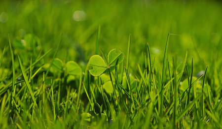 New young clover leaves in fresh green spring grass with sunshine back light, selective focus
