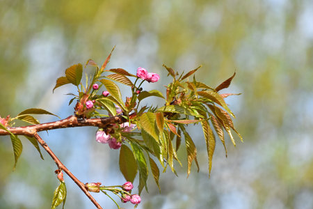 Branch of pink cherry blossom sakura flowers with fresh new buds over background of blue sky and...