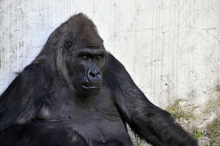 One male gorilla in zoo, sitting, close up portrait looking at cameraの写真素材
