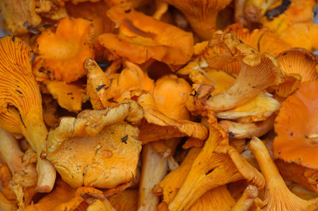 Fresh yellow forest girolle or chanterelle edible mushrooms (Cantarellus cibarius) at retail market display, close up, high angle viewの写真素材