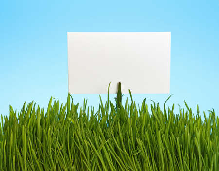 White paper sign in spring fresh green grass close up over background of clear blue skyの写真素材