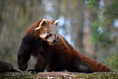 One red panda (Ailurus fulgens, lesser panda) close up side profile portrait on tree, looking away from camera, low angle viewの写真素材