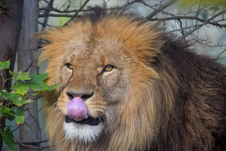 Close up portrait of mature male African lion with tongue licking, looking at cameraの写真素材